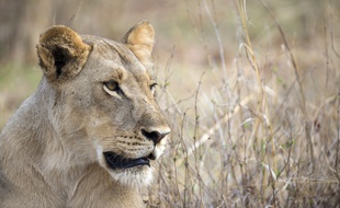 Une lionne photographiée le 18 novembre 2012 dans un parc national du Zimbabwe.