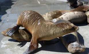 Après avoir recueilli les otaries abandonnées, M. Wallerstein les a emmenées au centre de soins pour mammifères marins de San Pedro, où son directeur David Bard affirme que les bébés pesaient la moitié de leur poids normal - qui est de 20 à 25 kilogrammes.