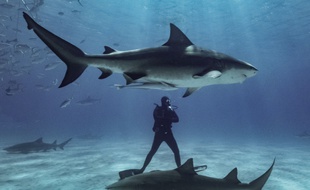 Un plongeur nage parmi les requins au large des côtes de Freeport aux Bahamas
