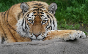 Un tigre de Sibérie (image d'illustration)