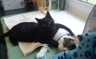 Rademenes, le chat infirmier.