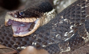 Un serpent heterodon nasicus. Illustration.