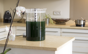 Le prototype de phytotière, sorte de yaourtière pour cultiver des micro-algues chez soi, développé par la start-up toulousaine Alg&You.