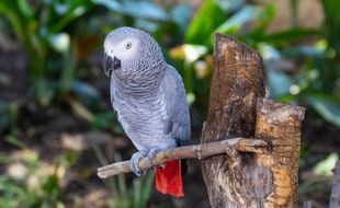 Le perroquet gris d’Afrique est menacé d’extinction