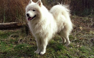 Illustration d'un chien samoyede.