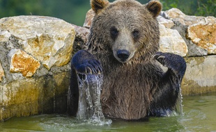 Loin des polémiques, les ours font leur vie. Illustration.