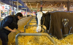 Un éleveur au Salon de l'Agriculture le 25 février 2016 à Paris