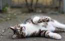 Votre chat rate ses sauts ? Les signes qui doivent vous alerter sur sa santé et comment agir pour éviter les accidents