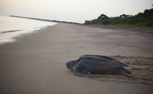 Les tortues luth sont de gros animaux qui peuvent atteindre 200 à 300 kilos et mesurer 1,80 m. (Photo d'illustration)