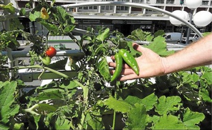 Piments et tomates poussent sur la terrasse de la Bibliothèque Centre-ville.