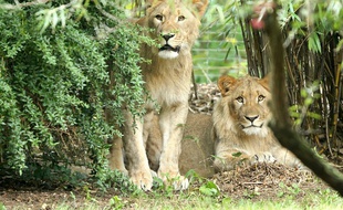 Deux lions ont réussi à s'échapper jeudi matin de leur enclos du zoo de Leipzig (est de l'Allemagne) et l'un deux a dû être abattu