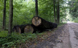 Des arbres abattus dans la forêt de Bialowieza en Pologne, le 20 août 2010