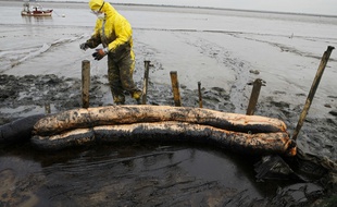 Opération de nettoyage des berges de l'estuaire de la Loire en mars 2008 après une pollution au fioul.