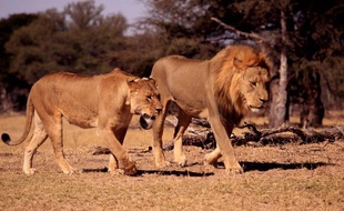Xander, le fils du lion Cecil, a été abattu par un chasseur le 7 juillet 2017.