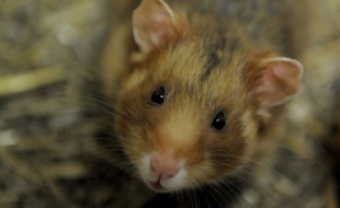 Alsace: Selon une étude, le maïs pousse le grand hamster à tuer ses bébés.