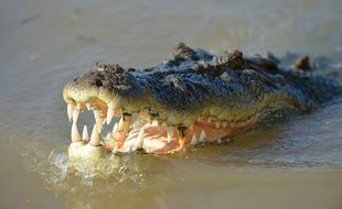 Illustration d'un crocodile.