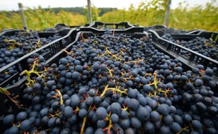 Du raisin prêt à être transporté dans un vignoble près de Scaynes Hill, appartenant au département vin du Plumpton College dans le sud de l'Angleterre, le 12 octobre 2015