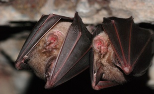 Le Grand rhinolophe, l'une des espèces de chauve-souris présente dans la grotte tarnaise de Senchet.