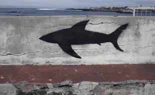 Tag représentant un requin à Saint-Pierre de la Réunion en 2013.