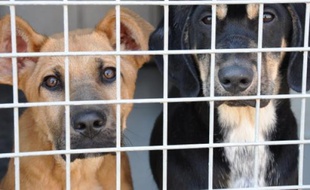 Chaque chien ne sort qu'une fois par semaine par manque de bénévoles.