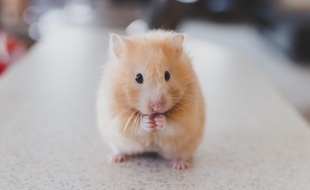 Hamster. Image d'illustration.