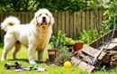 Ces 5 erreurs fréquentes dans l’aménagement du jardin mettent votre chien en danger