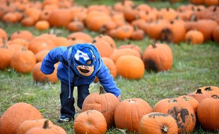 Catastrophe : Et s'il n'y avait pas assez de citrouilles cette année aux Etats-Unis?