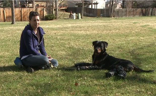 Capture d'écran d'une vidéo YouTube montrant Brutus, un rottweiler amputé des quatre pattes qui marche grâce à des prothèses, et sa maîtresse, Laura Aquilina.