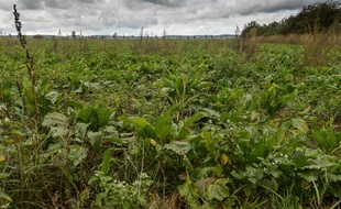 Une parcelle de betterave sucrière sans néonicotinoïdes, à Vimy dans les Hauts de France le 30 septembre 2020.