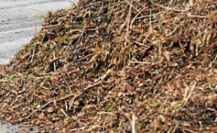 Elles sont transformées en compost.