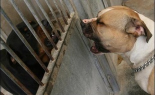 Une petite fille de 18 mois défigurée par un chien de combat de race American staffordshire terrier le 19 août à Epernay (Marne) est décédée dans la nuit de samedi à dimanche, a-t-on appris dimanche auprès du CHU de Reims.