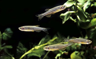 Les poissons-zèbres, courants dans les aquariums, ont la faculté de régénérer leur nageoire caudale.