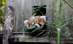 A Bordeaux, le 8 septembre 2014- Les deux petits pandas roux nés au zoo de Pessac.