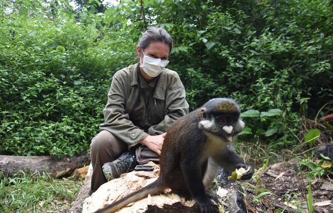 « Depuis toujours connectée aux animaux », Amandine Renaud raconte son combat pour la protection des singes au Congo