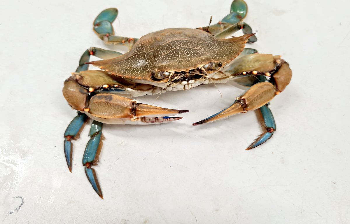 1200x768_un-crabe-bleu