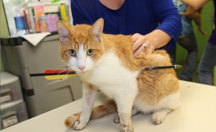 Un chat transpercé par une flèche d'arbalète a été retrouvé errant sous un pont dans l'Etat du Michigan en octobre 2015