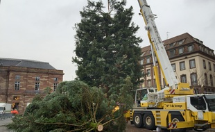 Le deuxième sapin de Noël vient d'être débité, place Kléber à Strasbourg. Le 9 novembre 2017.