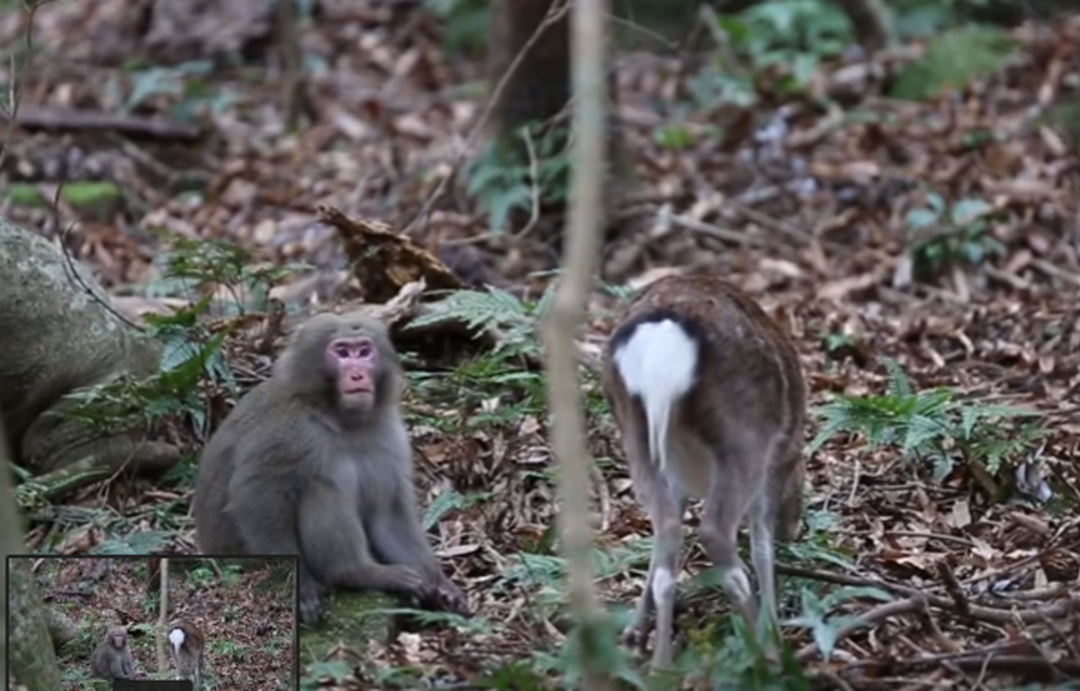 VIDEO. Sexe entre un macaque et une biche «Les animaux ne sont pas très regardants»