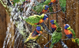 Une volière avec 80 perroquets de l'espèce rainbow lorikeet a été installée au zoo de Bordeaux-Pessac