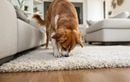 Votre sol se transforme en “terrain de fouille” ? Voilà ce que votre chien exprime vraiment