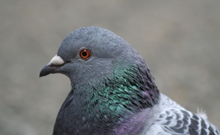 Le pigeon biset, une espèce très commune.