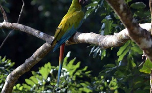 Un ara vert non loin de de la plage de Manzanillo, à 280 km de San José au Costa Rica, le 1er septembre 2012