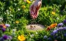 Cette pelouse « rebelle » à planter en octobre consomme moins d’eau et attire les pollinisateurs