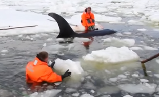 Quatre orques piégées dans la glace ont été secourues le 19 avril 2016 en Russie.