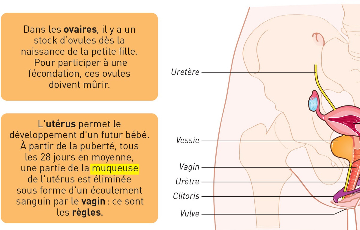Svt 4ème Schéma Appareil Reproducteur Féminin VIDEO. Comment un nouveau schéma scientifique dans un manuel de SVT brise  l'omerta sur le clitoris