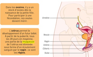 Schéma du clitoris du manuel scolaire de 4e des éditions Magnard, le seul à représenter correctement le clitoris.