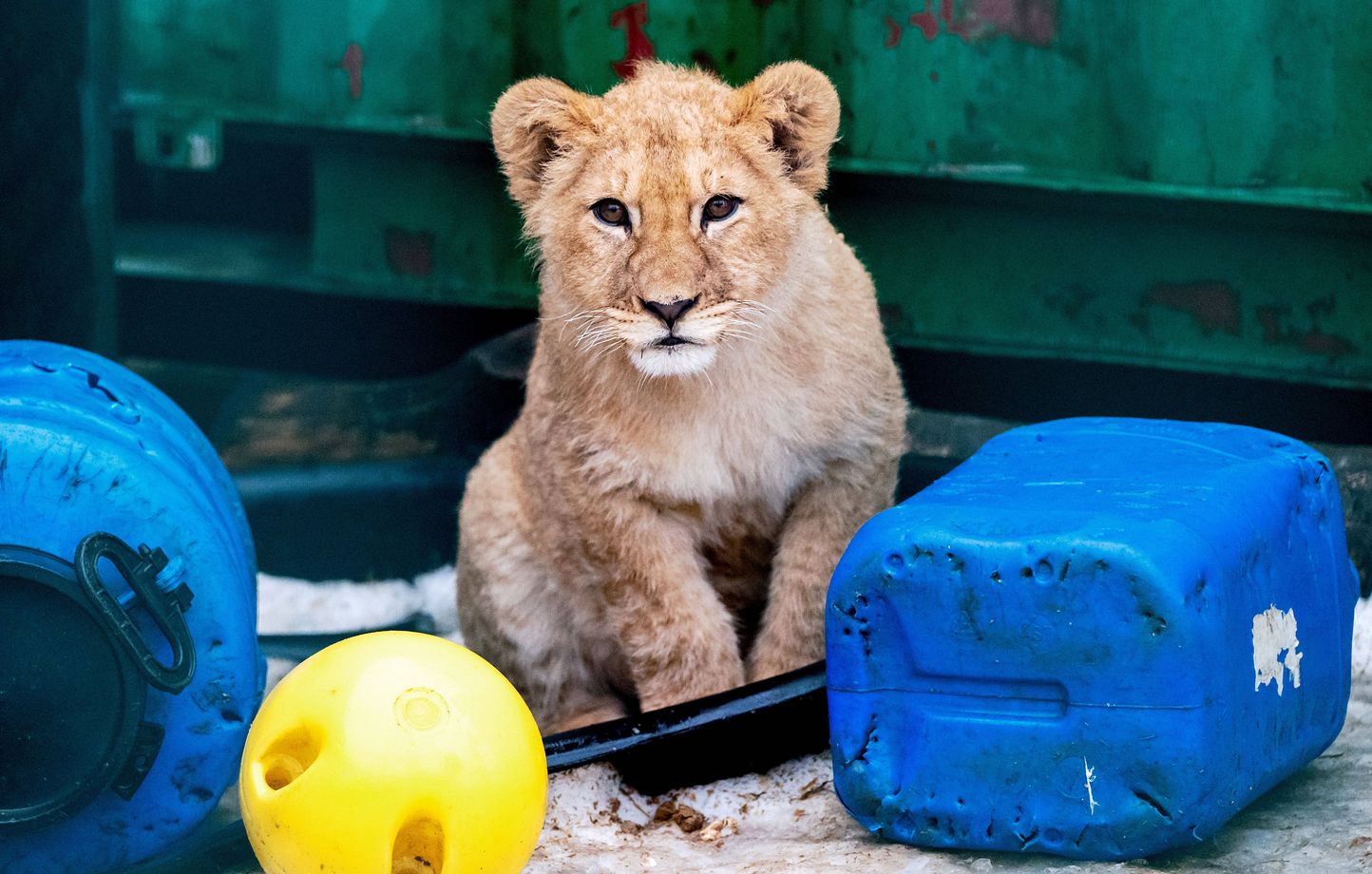 Lion Cub Rescued by Olympic Judo Champion Captured in Viral Footage