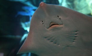 Une raie dans un aquarium.