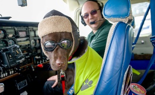 Un chien a obtenu un brevet de pilote en Grande-Bretagne.