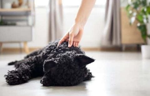 Surdité chez le chien : les signes d’alerte que tout maître doit repérer sans attendre